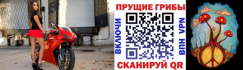 OMG как зайти  Пущино  Псилоцибиновые грибы мицелий 